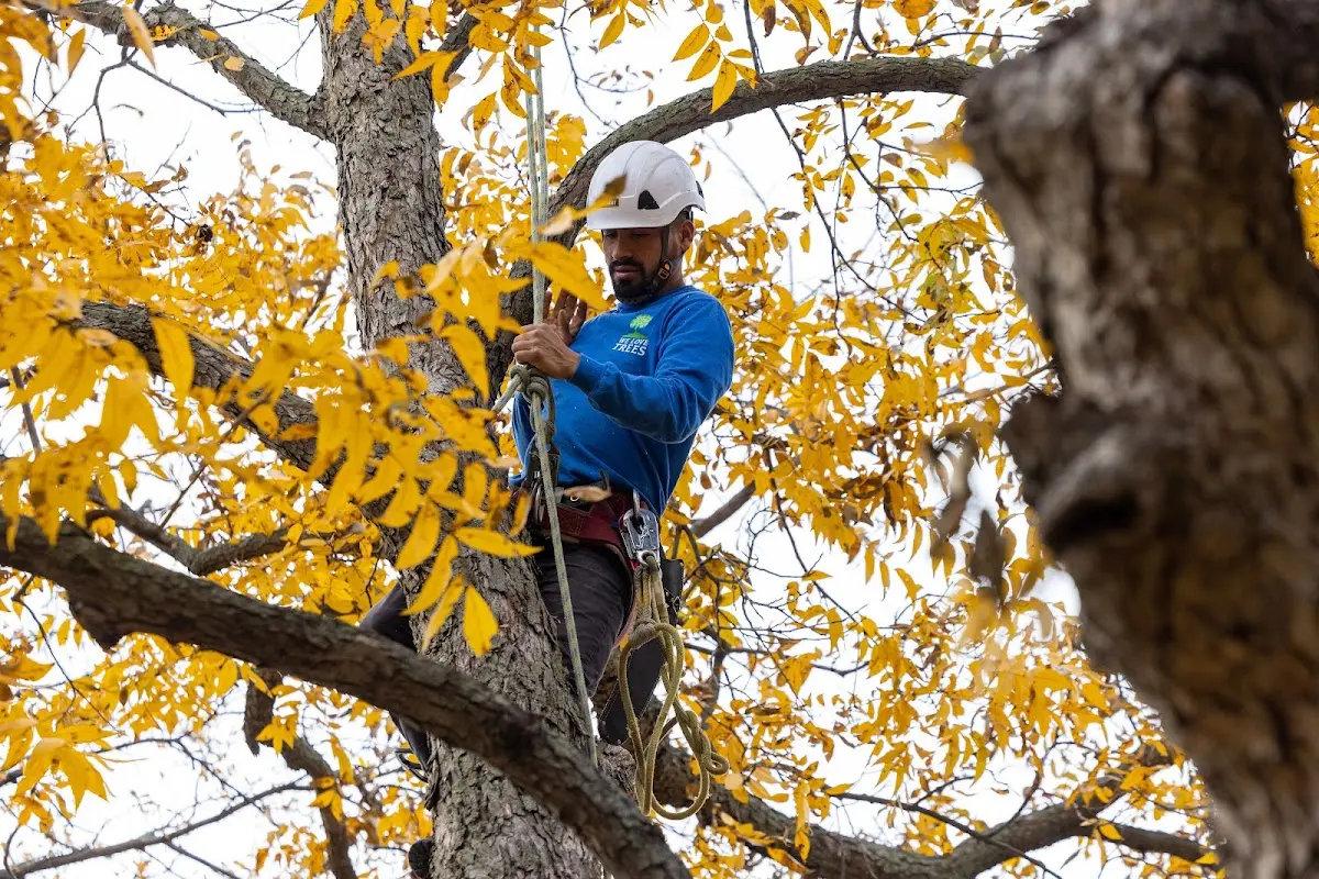 Skilled Dead Tree Removal crew working in Encino