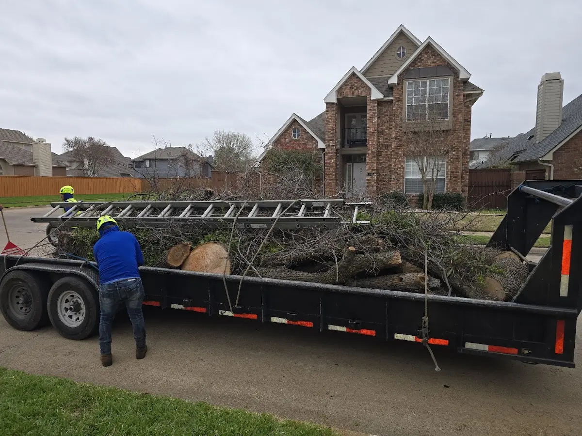 Expert Tree Pest Control with proper safety equipment in Encino